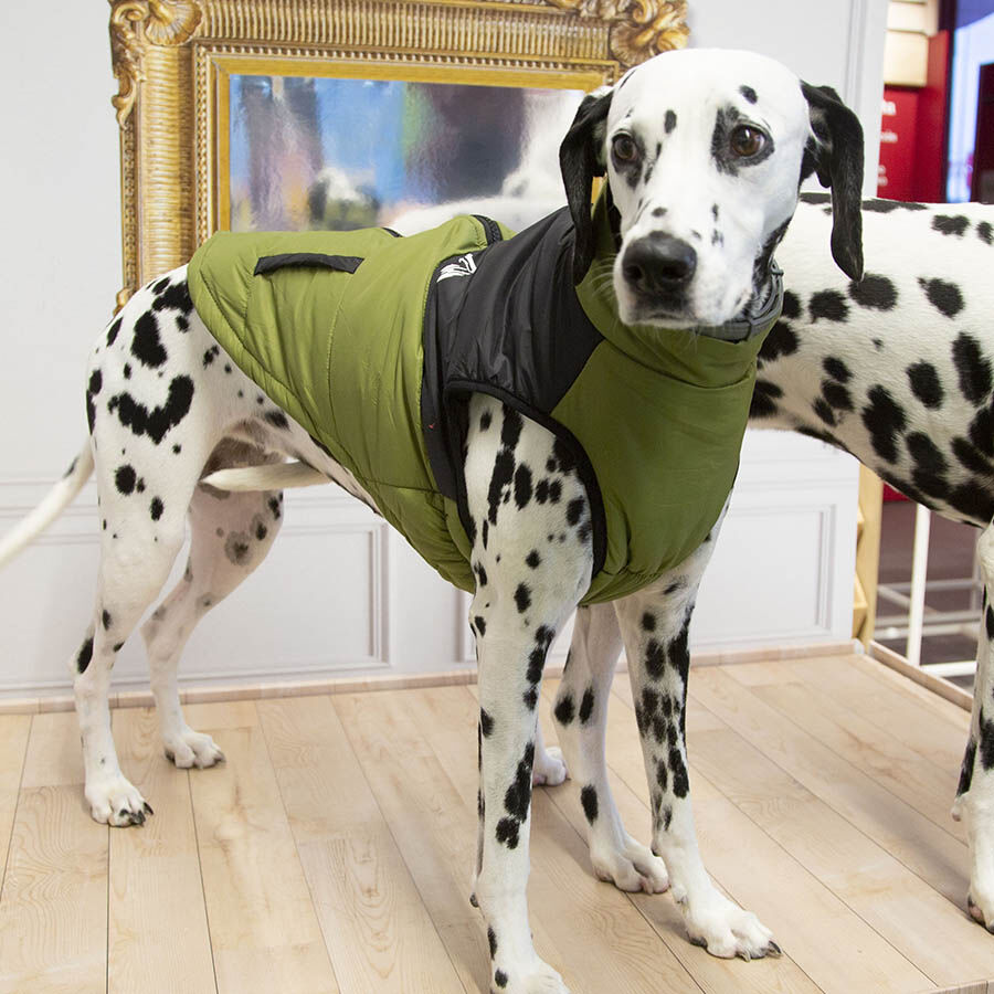 Outech White Mountain Abrigo para perros, , large Imagen numero 5